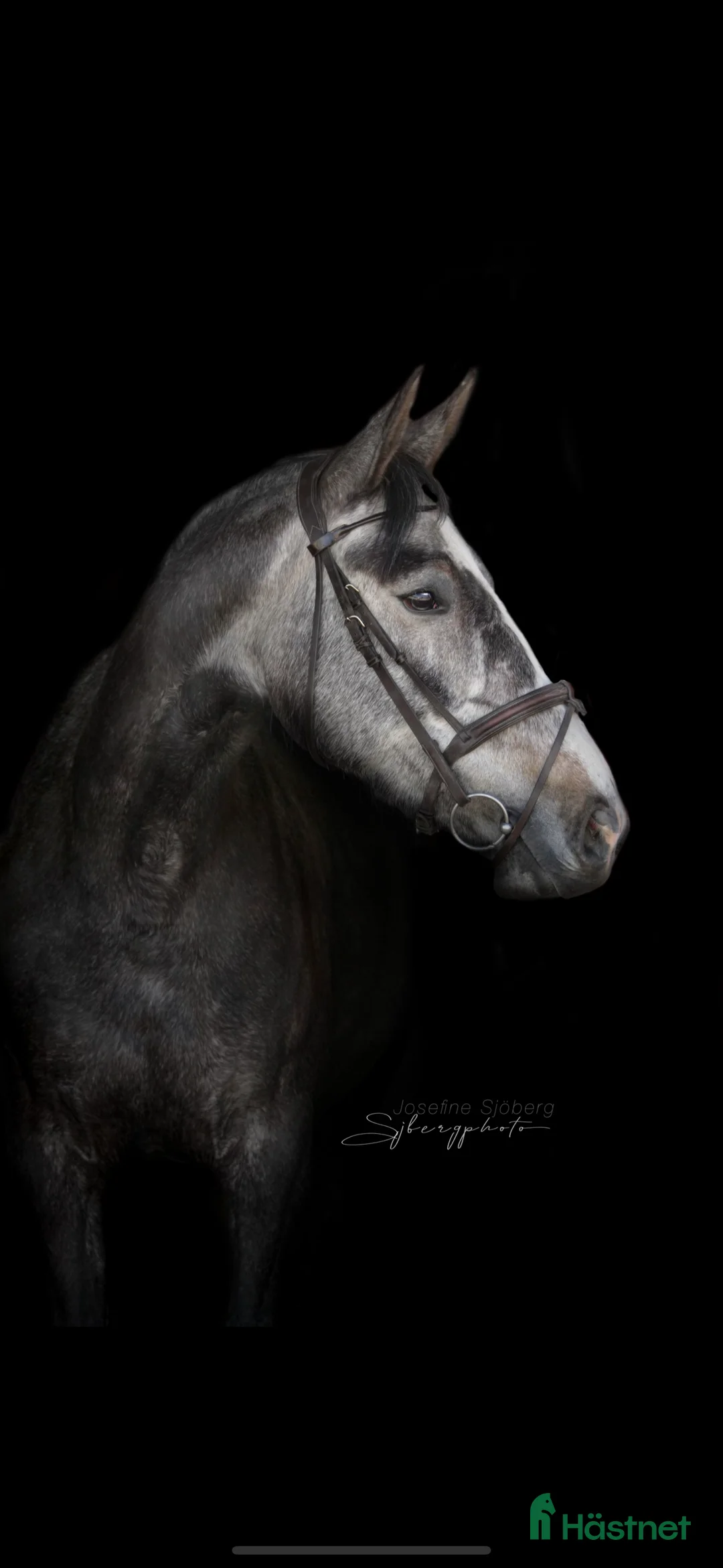 Hoppning hästar till salu: Välutbildat sto - Annons 2