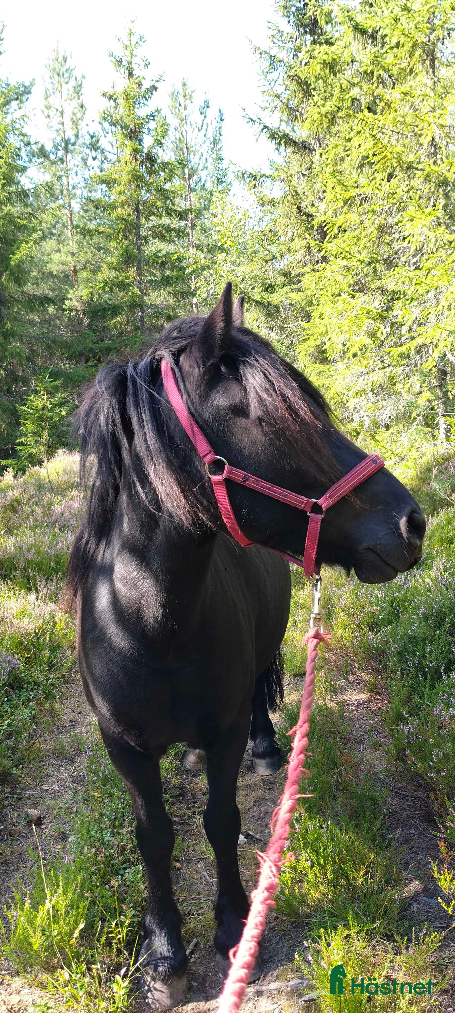  medryttarhäst finnes: Betalande medryttare sökes - Annons 2