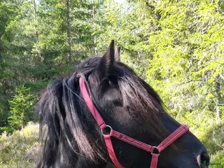medryttarhäst finnes: Betalande medryttare sökes - Annons 2