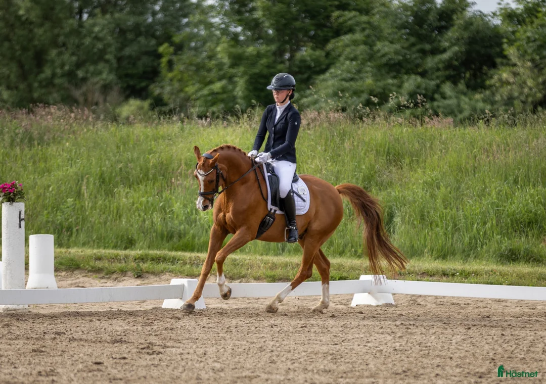 Allround hästar till salu: Super allround pony til salg - Annons 2
