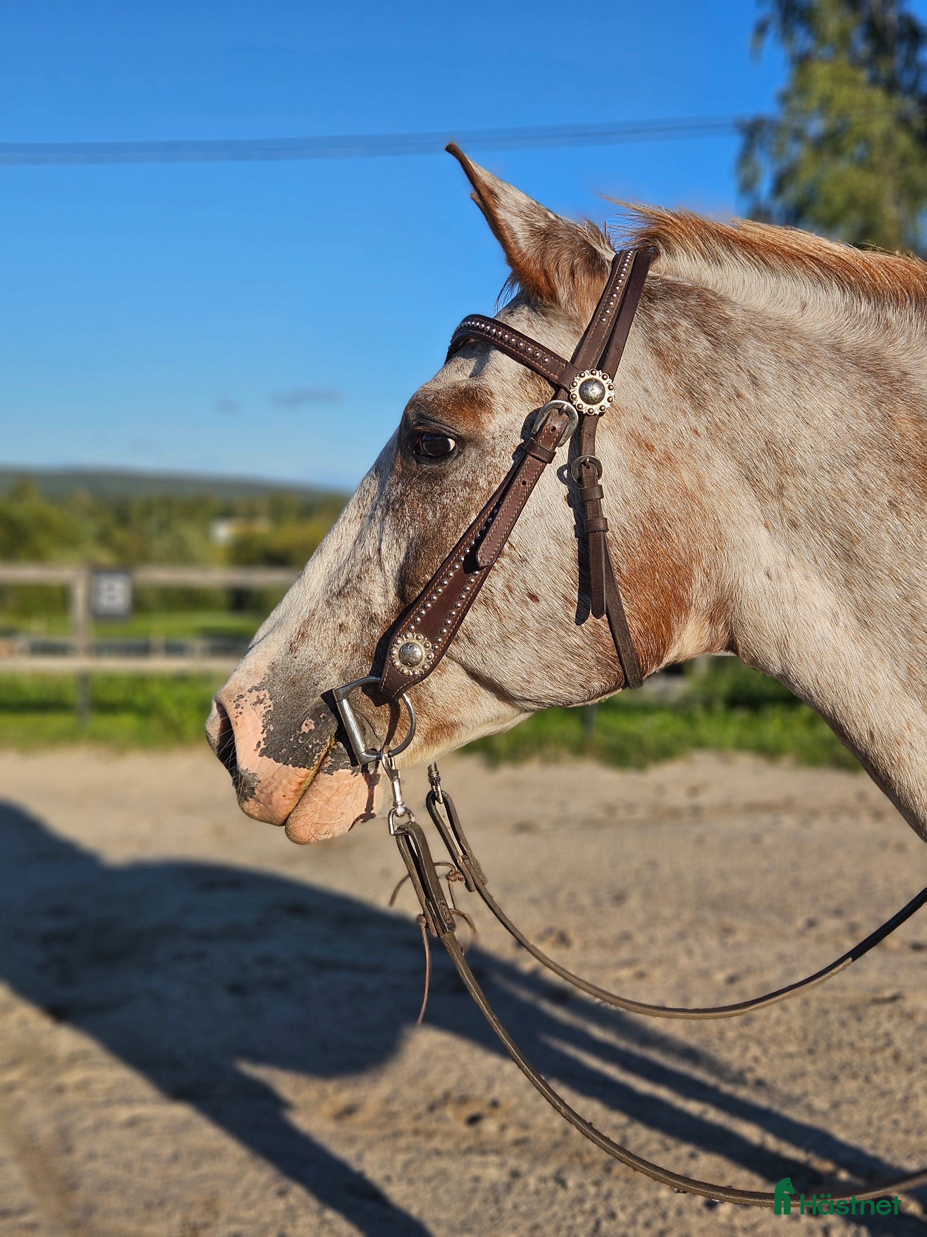 hästar Gammal läromästare i Matfors - Annons 2