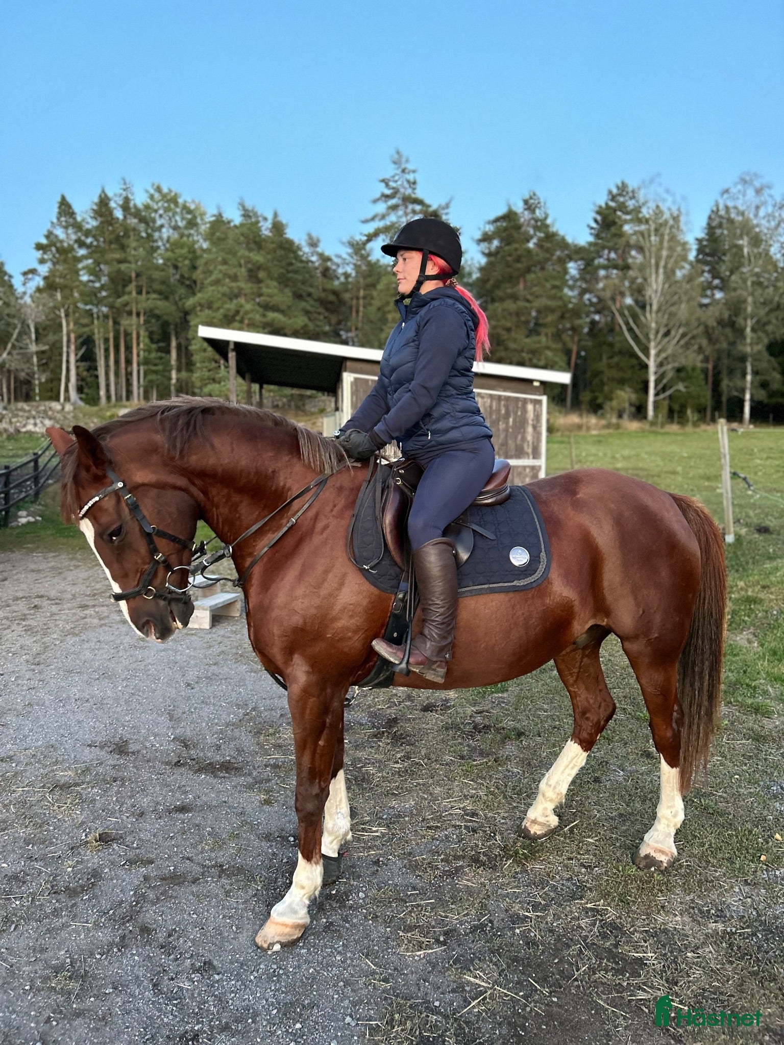  hästar Fartfylld fin SBW valack - Annons 1