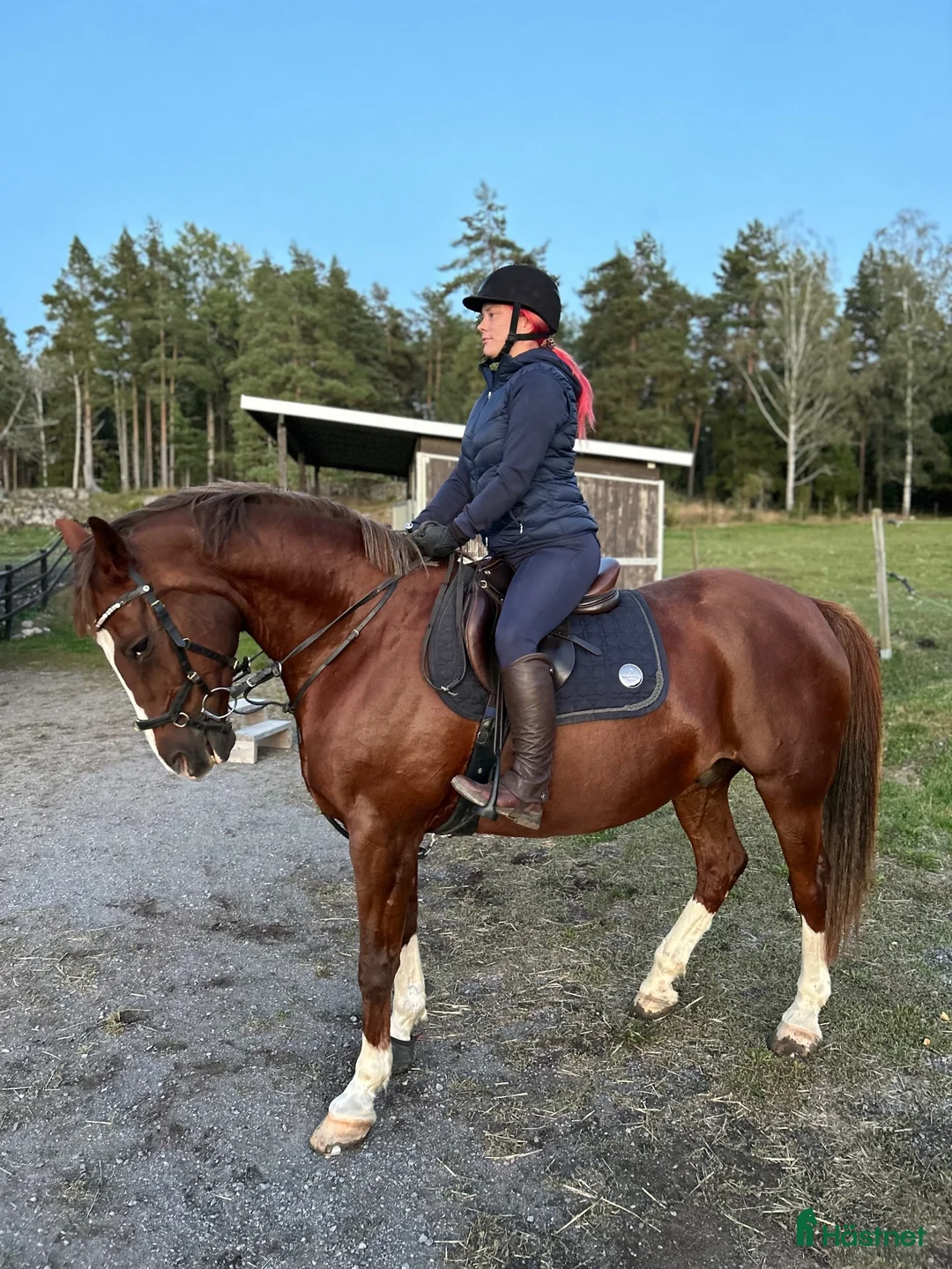 Allround hästar till salu: Fartfylld fin SBW valack i Ringarum - Annons 1