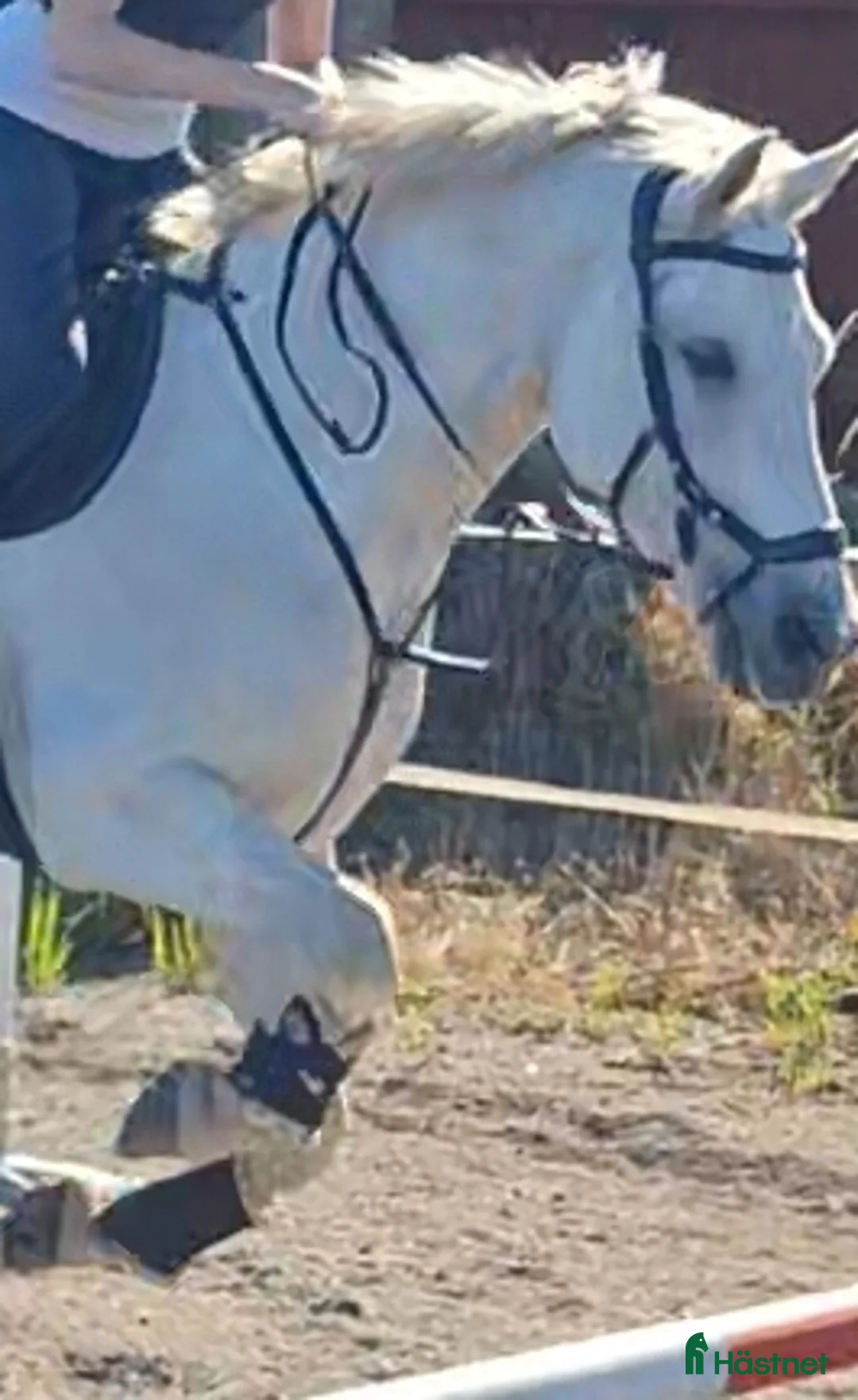 Övrig Hästutrustning hästutrustning till salu: Fin förbygel i nyskick! i Sturkö - Annons 2
