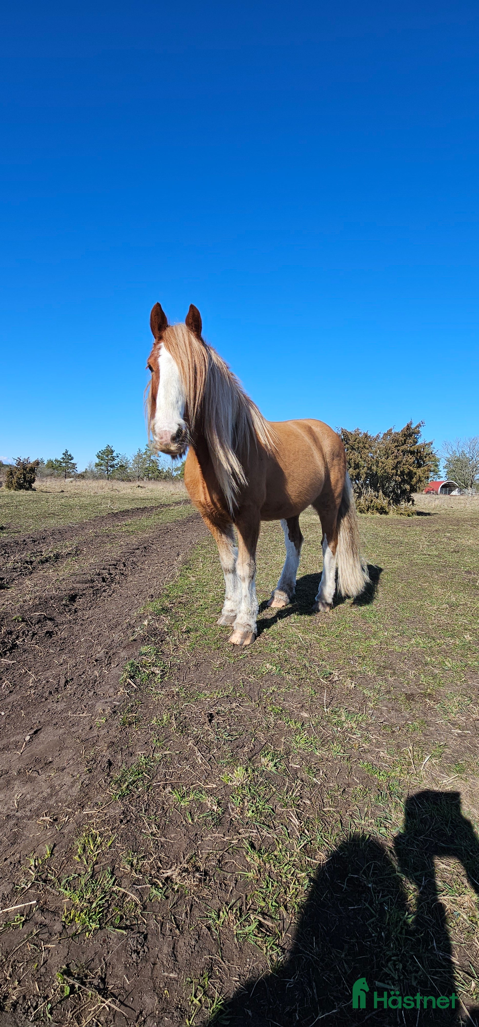 Allround hästar till salu: Skogsmulle/familje ponny i Löttorp - Annons 1