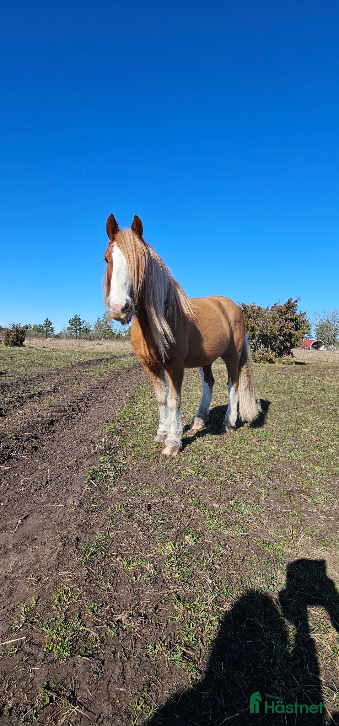 Allround hästar till salu: Skogsmulle/familje ponny i Löttorp - Annons 1