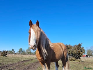 hästar Skogsmulle/familje ponny i Löttorp - Annons 3