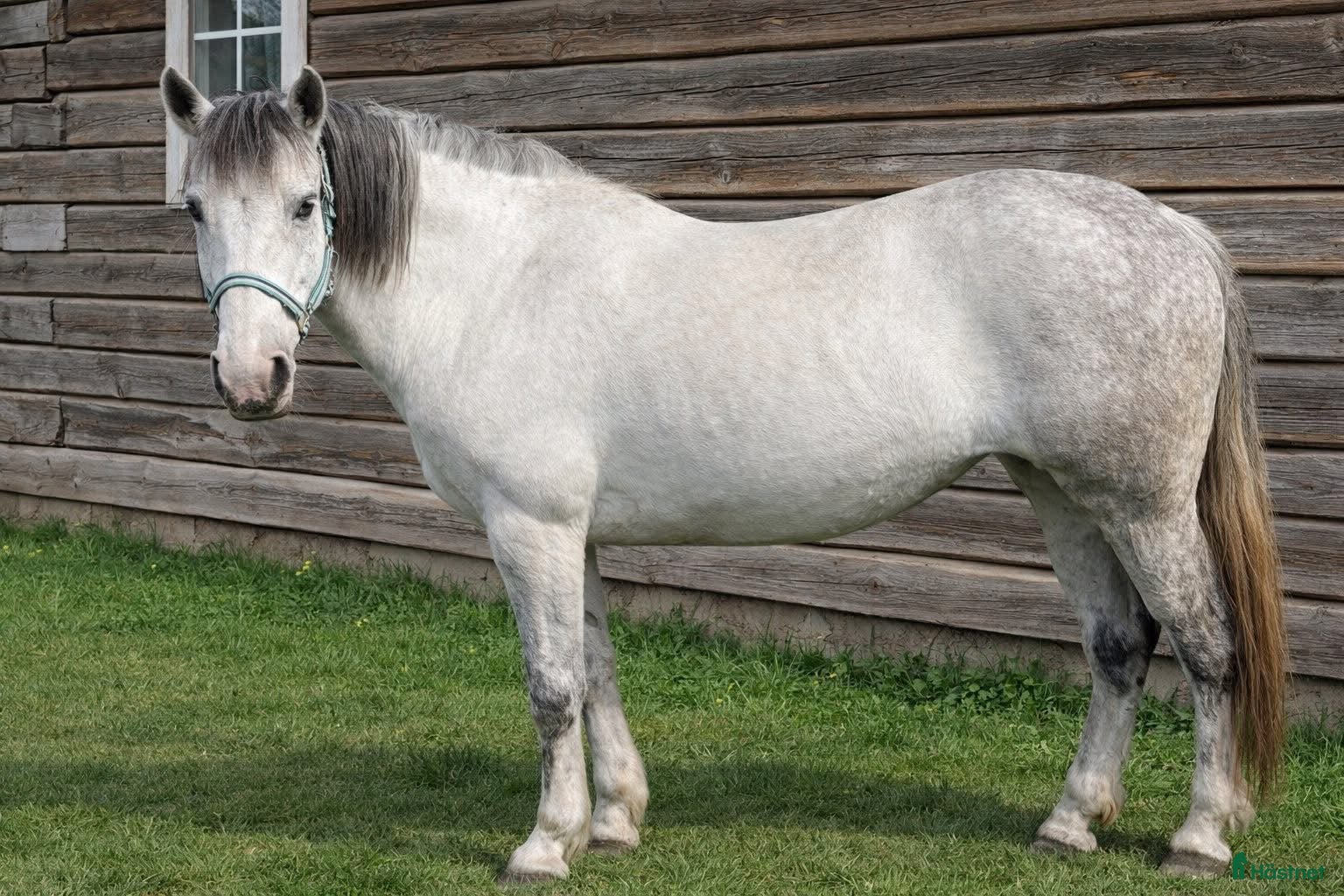  hästar Blue-eyed cute mare - Annons 7