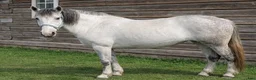 Allround hästar till salu: Blue-eyed cute mare - Annons 1