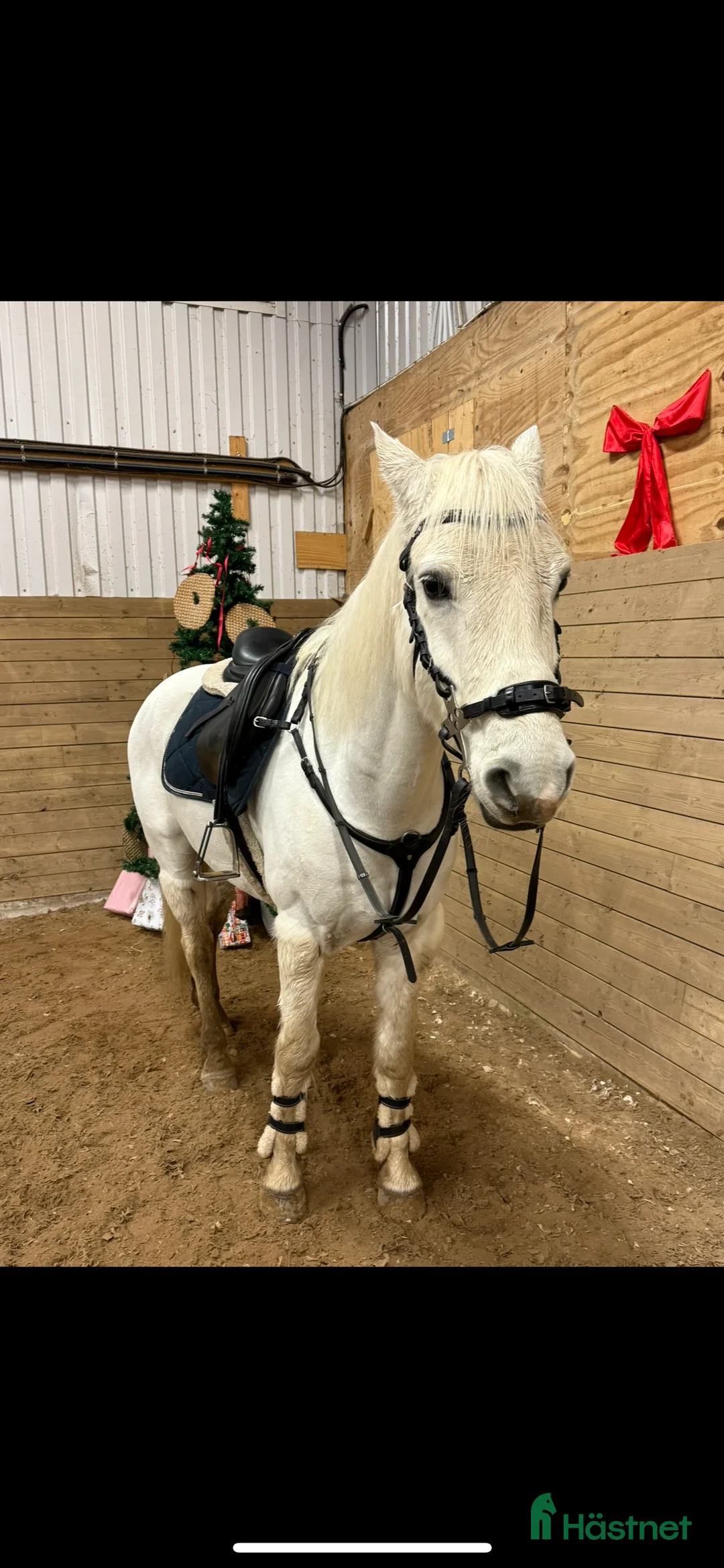 Allround hästar till salu: Snäll valack i Lysekil - Annons 2