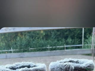 Benskydd hästutrustning till salu: Set från ES (equestrian stockholm) i Sunne - Annons 1