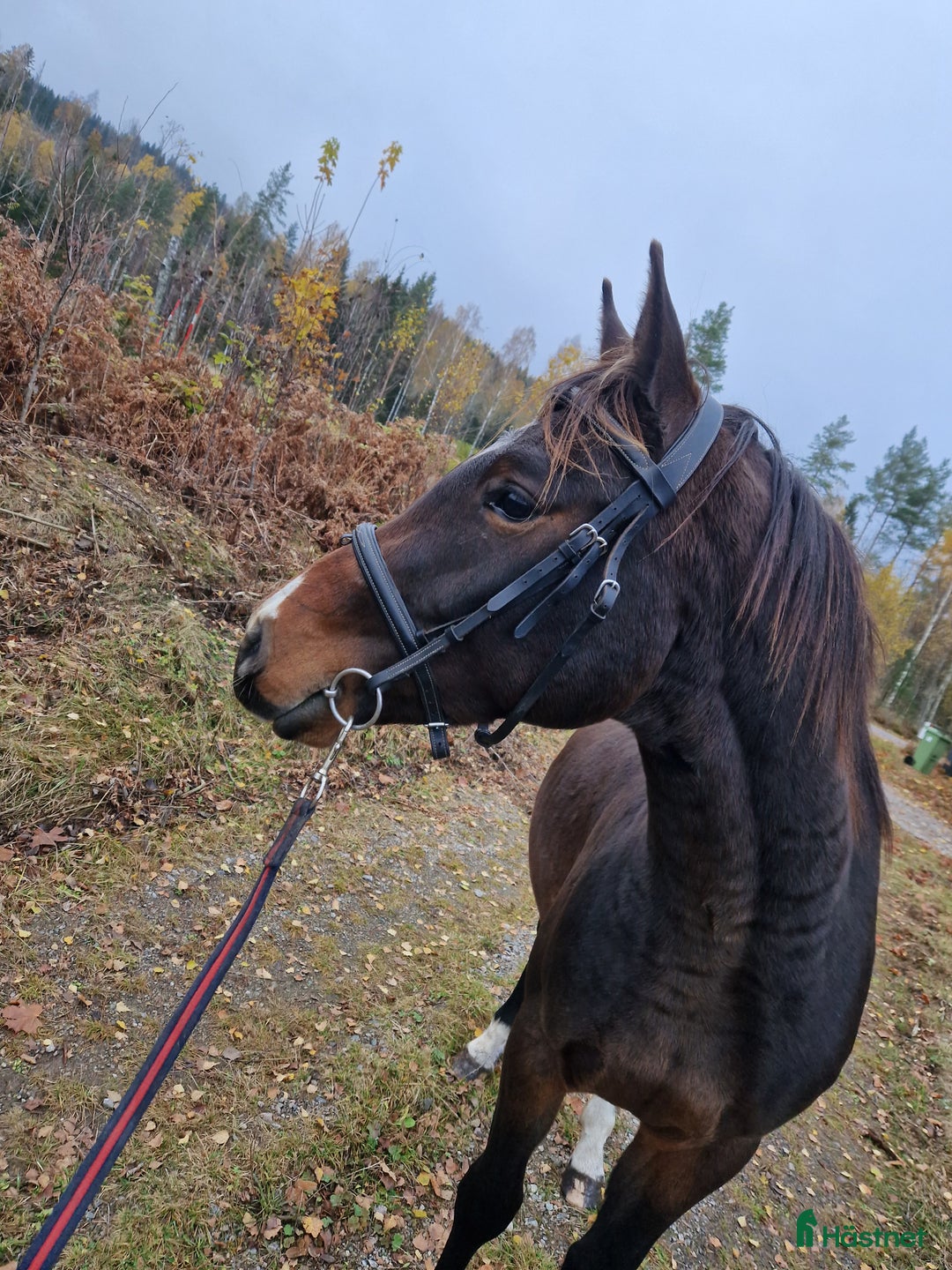 Hoppning hästar till salu: Tömkörd longerad köshoppad i Vintrosa - Annons 4