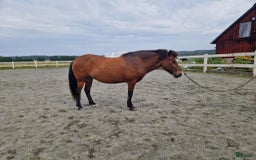 Island hästar till salu: Hästen man aldrig har tråkigt med i Istorp - Annons 4