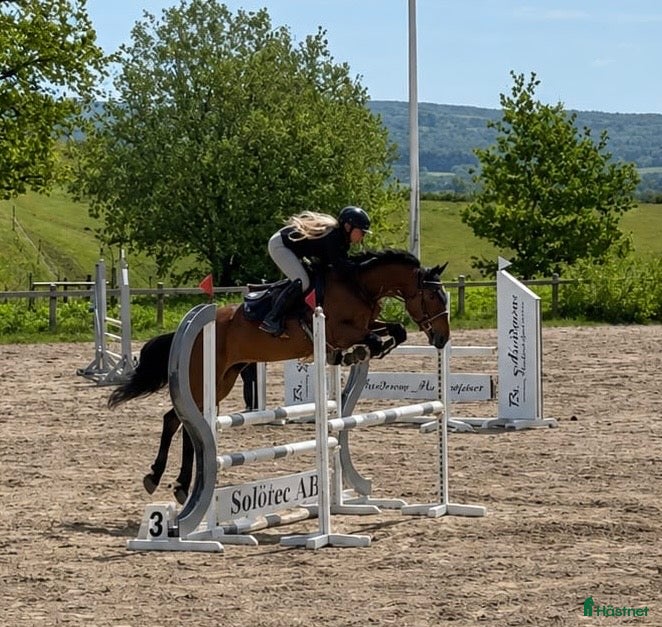  hästar Lovande ungponny med mycket potential🌟 - Annons 12