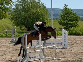 hästar Lovande ungponny med mycket potential🌟 - Annons 12
