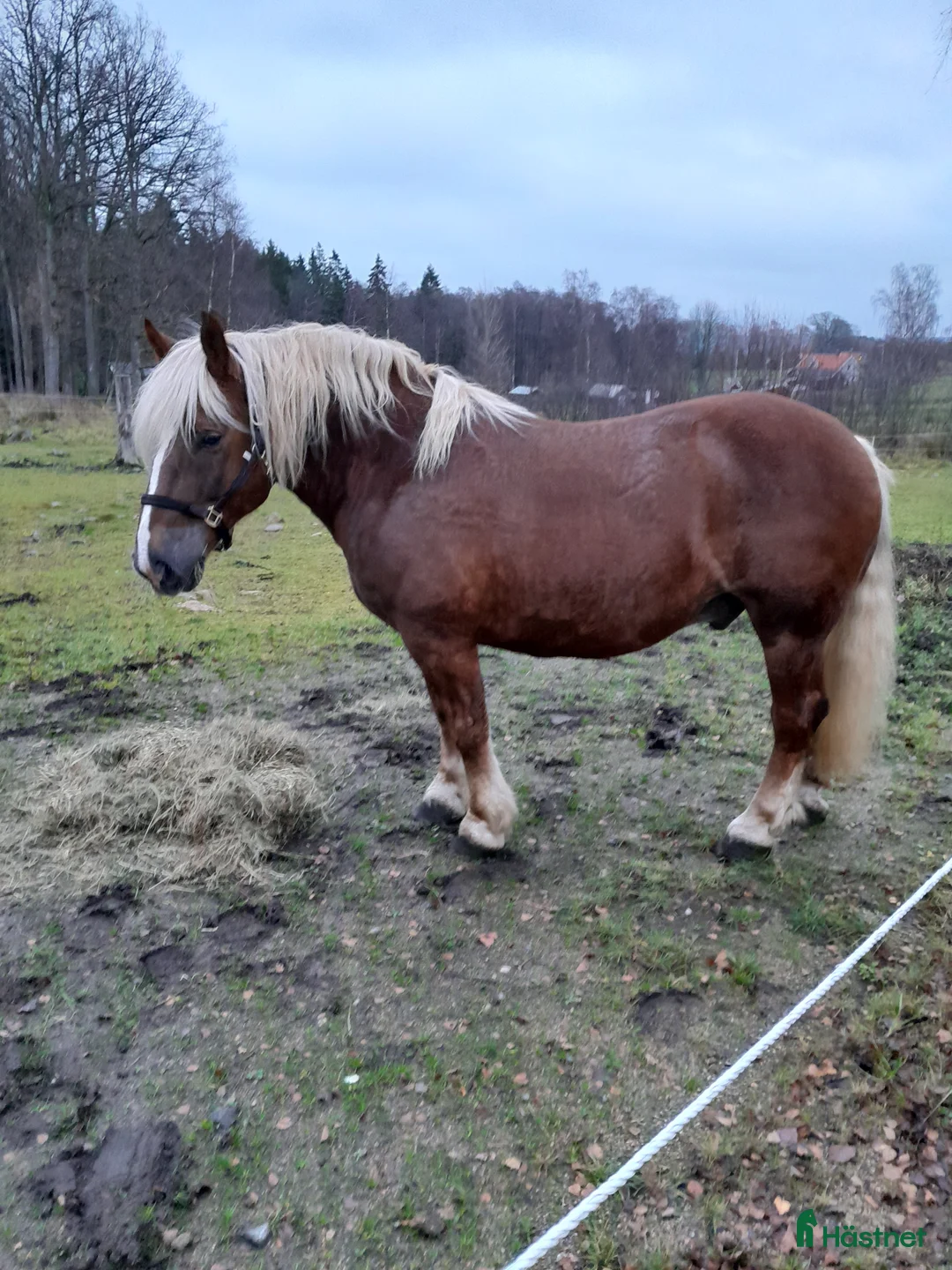 Allround hästar till salu: Kallblod Valack i Alingsås - Annons 1