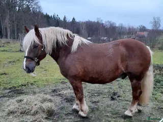 hästar Kallblod Valack i Alingsås - Annons 1