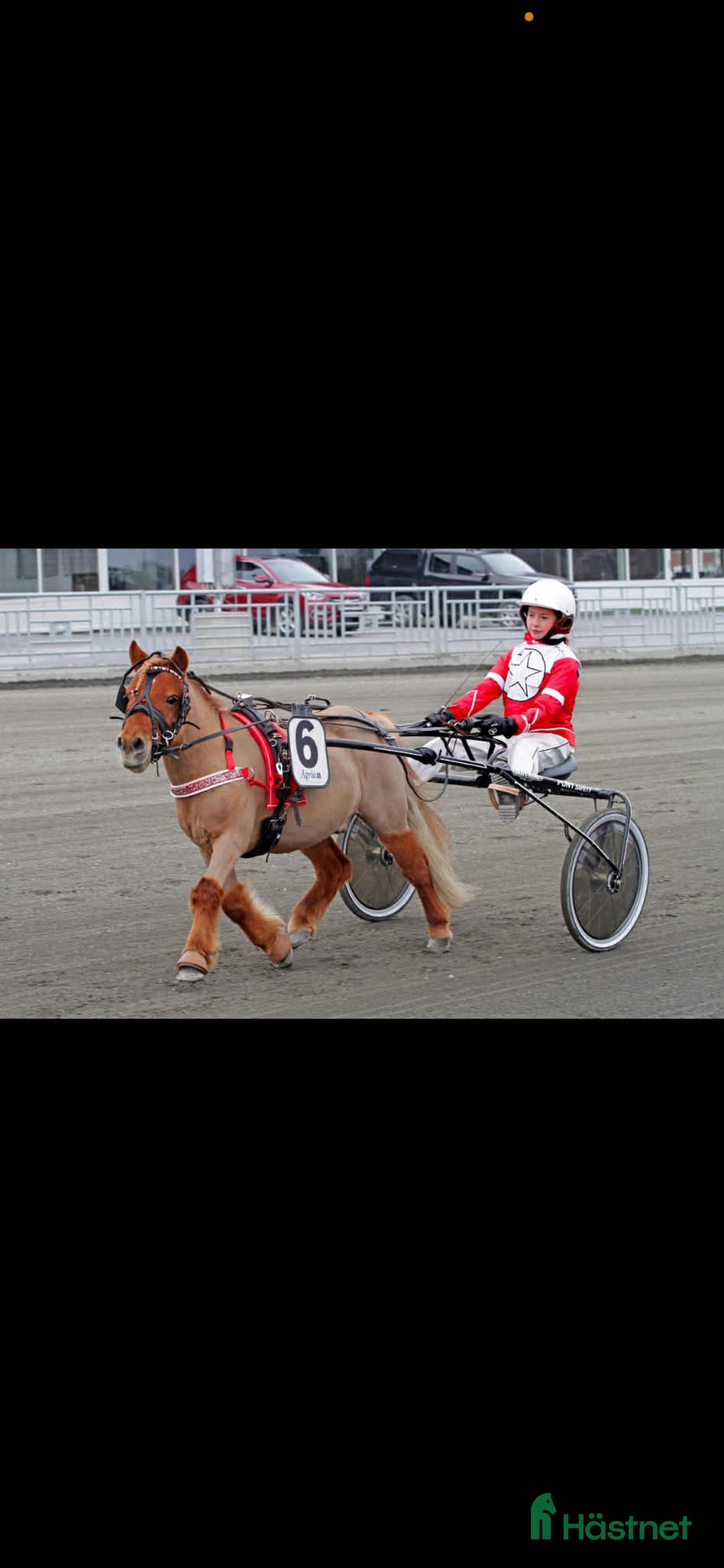 Trav hästar till salu: Olaf - fartfylld och charmig ponnytravare i Östersund - Annons 5