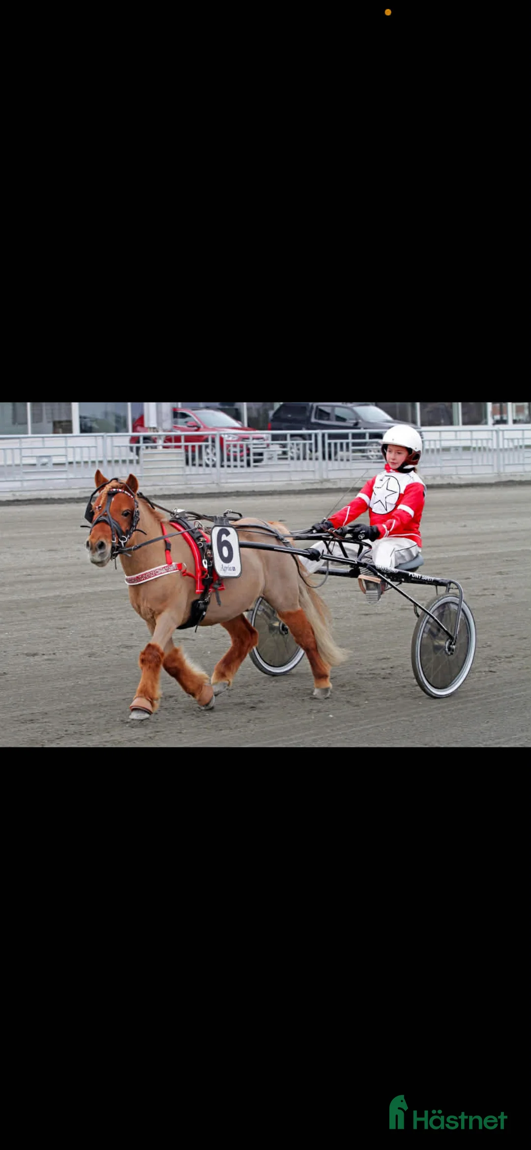 Trav hästar till salu: Olaf - fartfylld och charmig ponnytravare - Annons 5