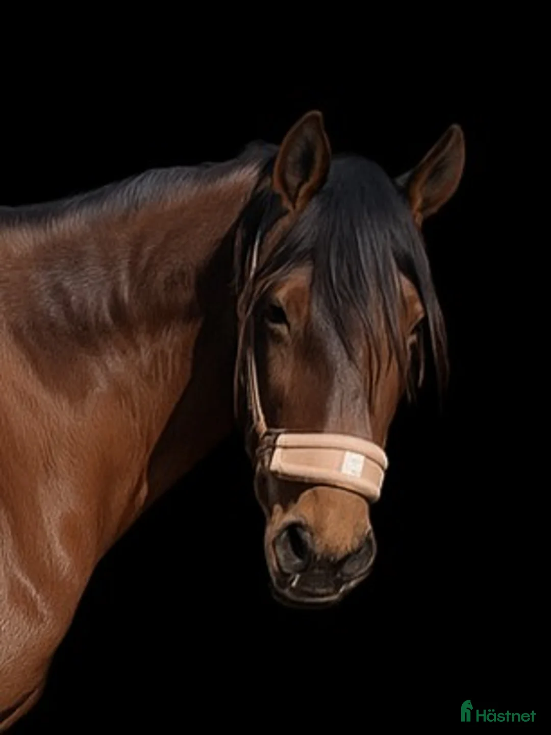 Allround hästar sökes: Söker A-B-ponny, ev byte mot storhäst. i Kopparberg - Annons 1