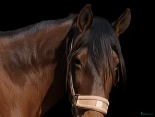 hästar Söker A-B-ponny, ev byte mot storhäst. i Kopparberg - Annons 7