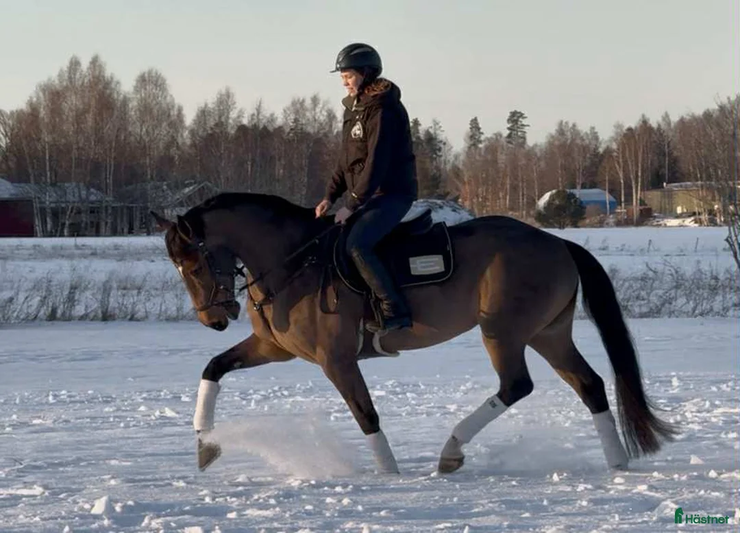 Allround hästar till salu: Fin allroundhäst  i Sala - Annons 2