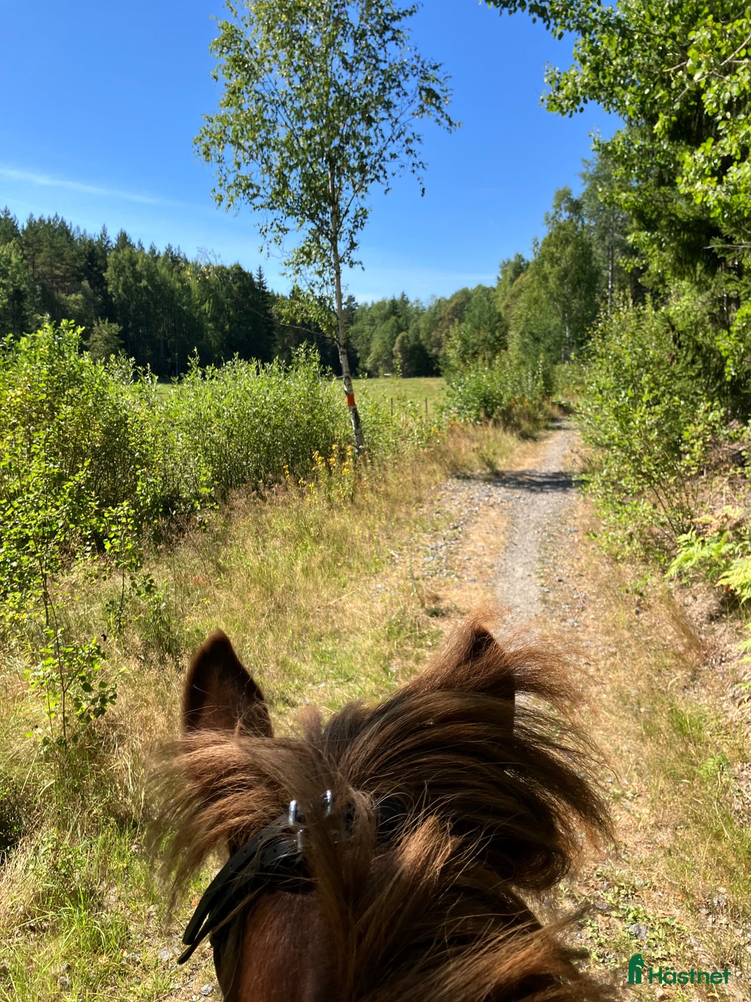  stallplats finnes: Sommarbete/fullservice lösdriftplatser finnes! i Norrtälje - Annons 1