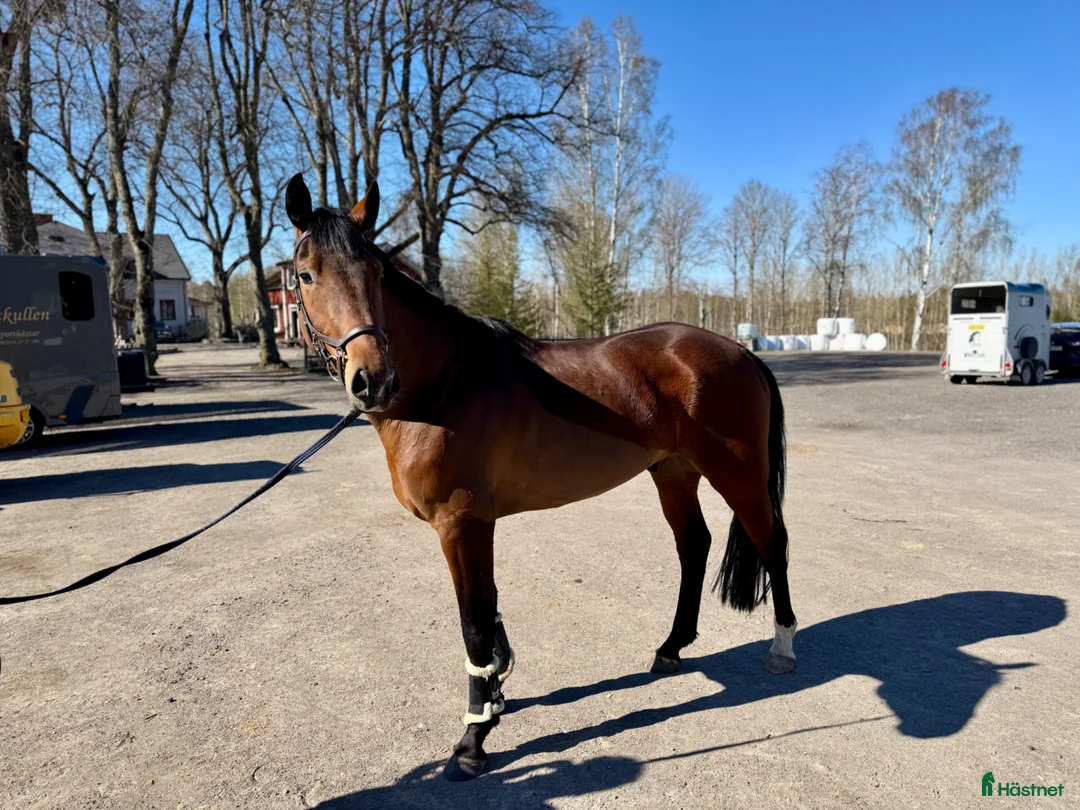 Hoppning hästar till salu: Trevlig valack! - Annons 2
