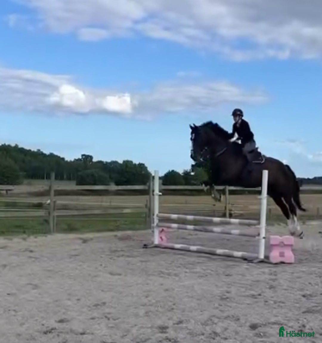  medryttarhäst finnes: Medryttare sökes till Helge 1–2 gånger i veckan i Hanaskog - Annons 4