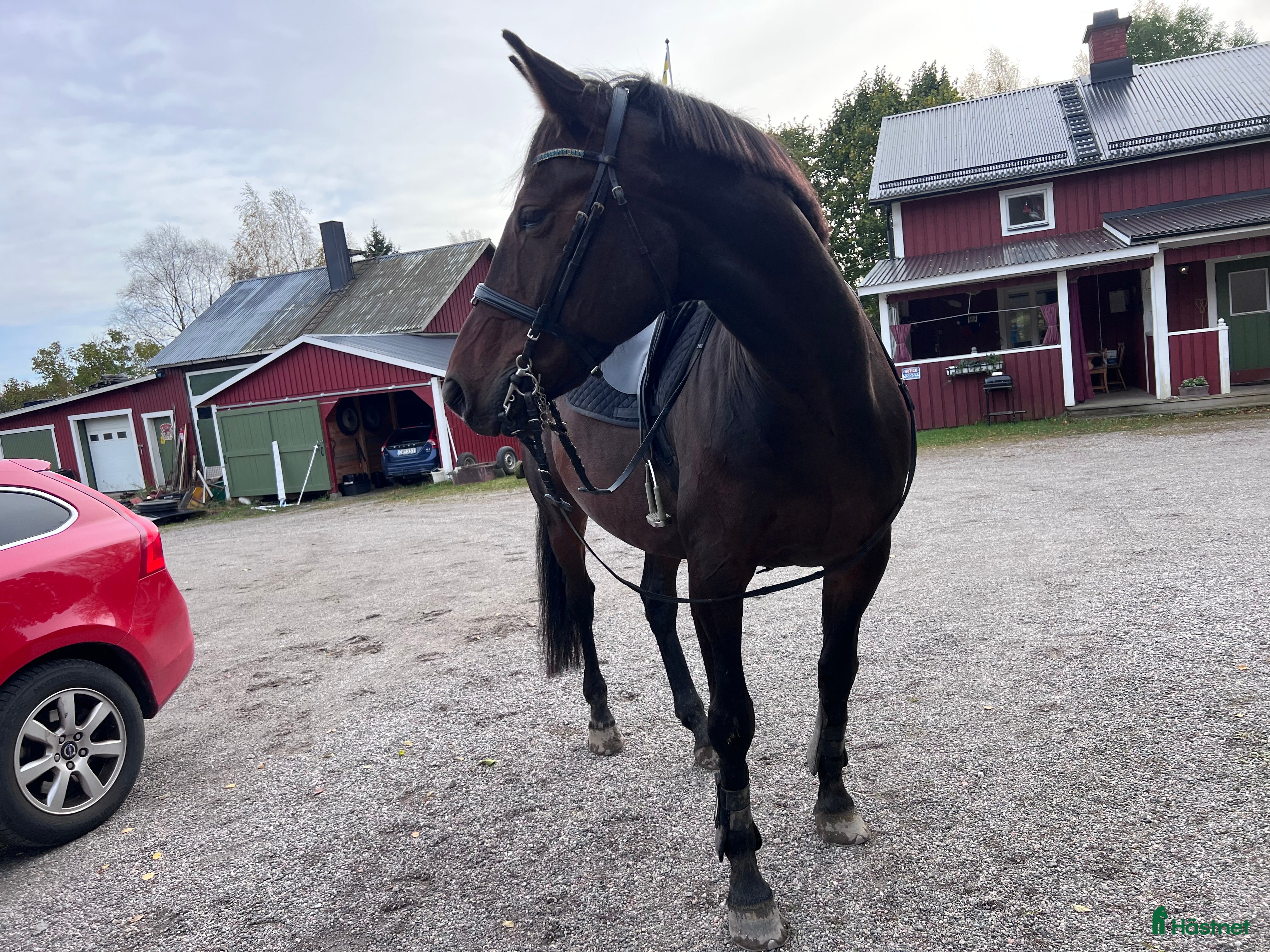  hästar Ridtravare söker ett för alltid hem i Sundsvall - Annons 8