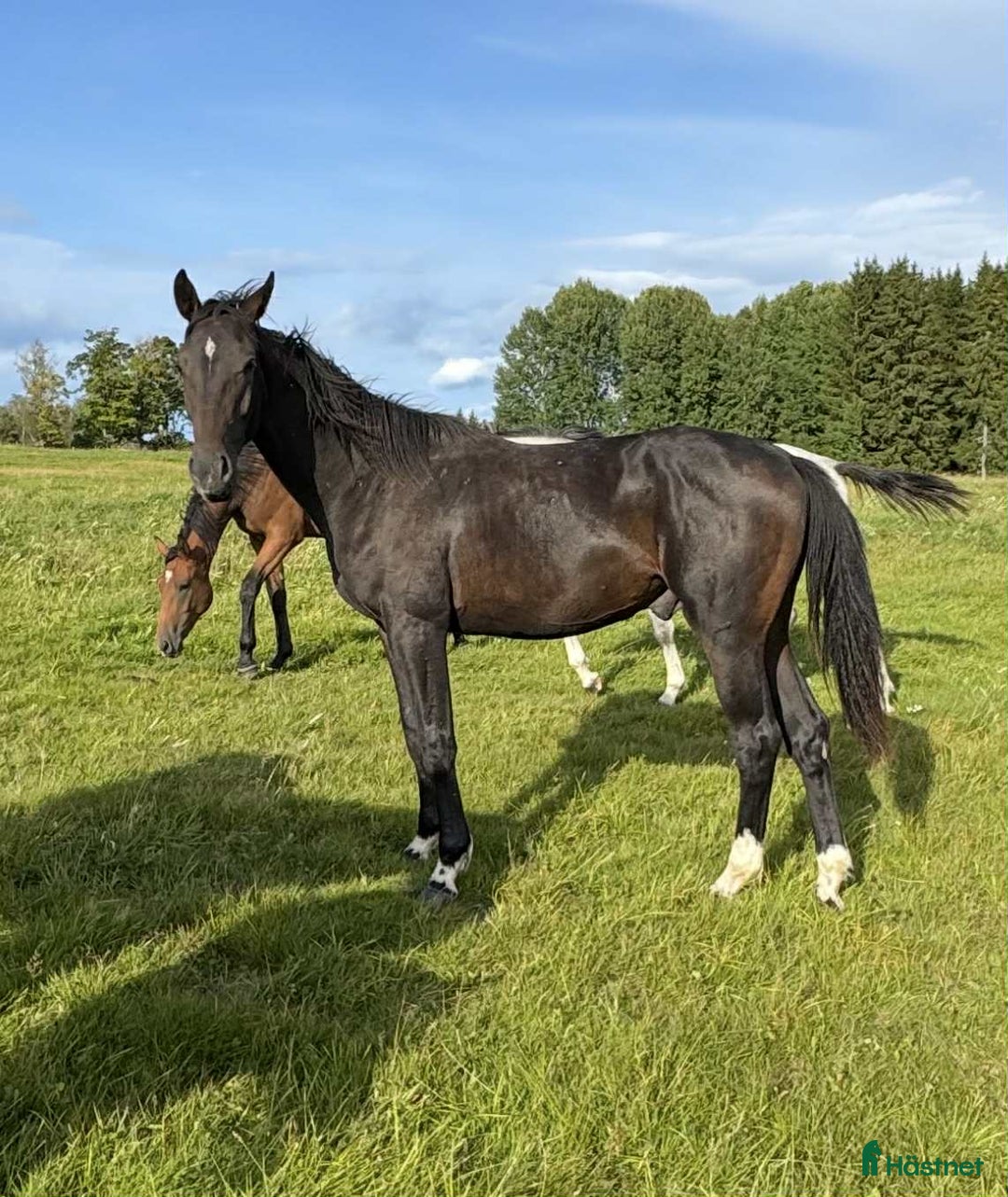 Hoppning hästar till salu: Mycket välutvecklad ettårsvalack i Östra Ämtervik - Annons 2