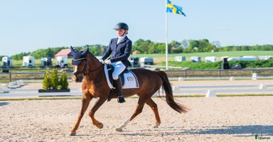  hästar i Skänninge - Annons 3