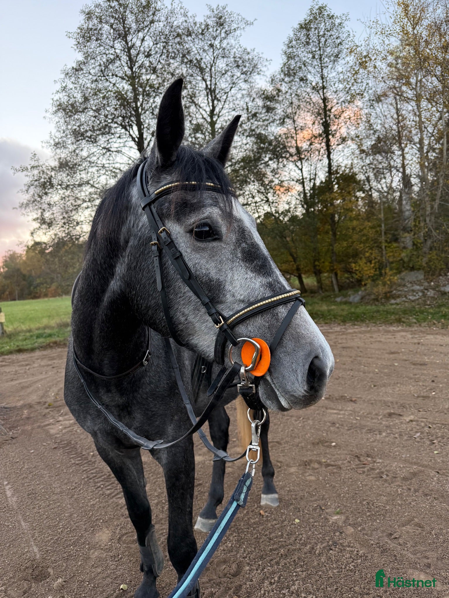  hästar Unghäst för framtiden  - Annons 1