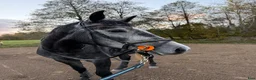 Hoppning hästar till salu: Unghäst för framtiden  - Annons 1