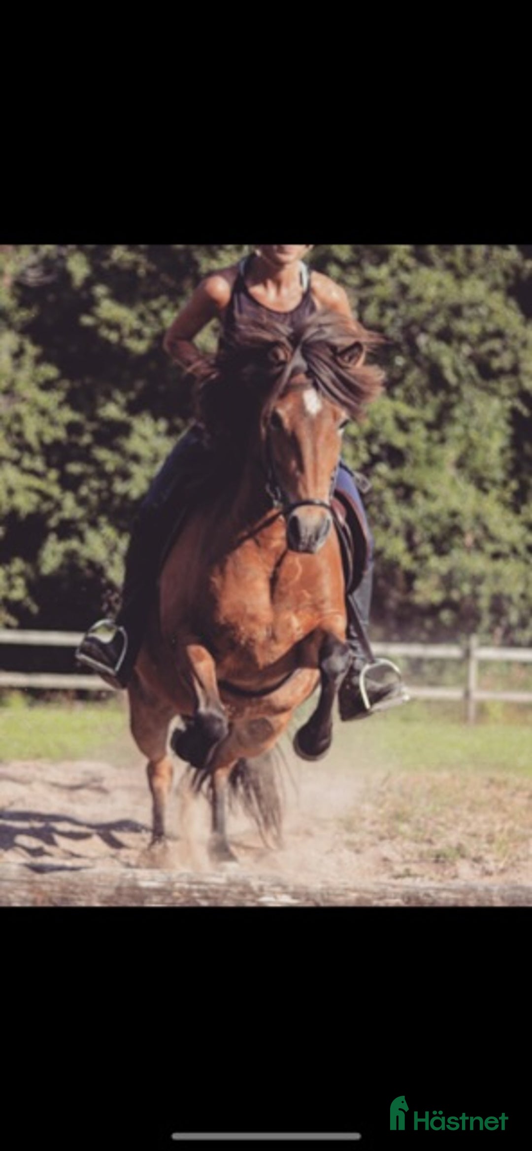 Allround hästar till salu: Intressekoll – trevlig allroundhäst söker rätt hem i Onsala - Annons 4