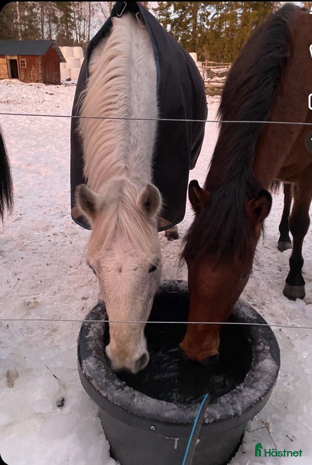 Allround hästar till salu: Allround Connemara ponny i Järna - Annons 6