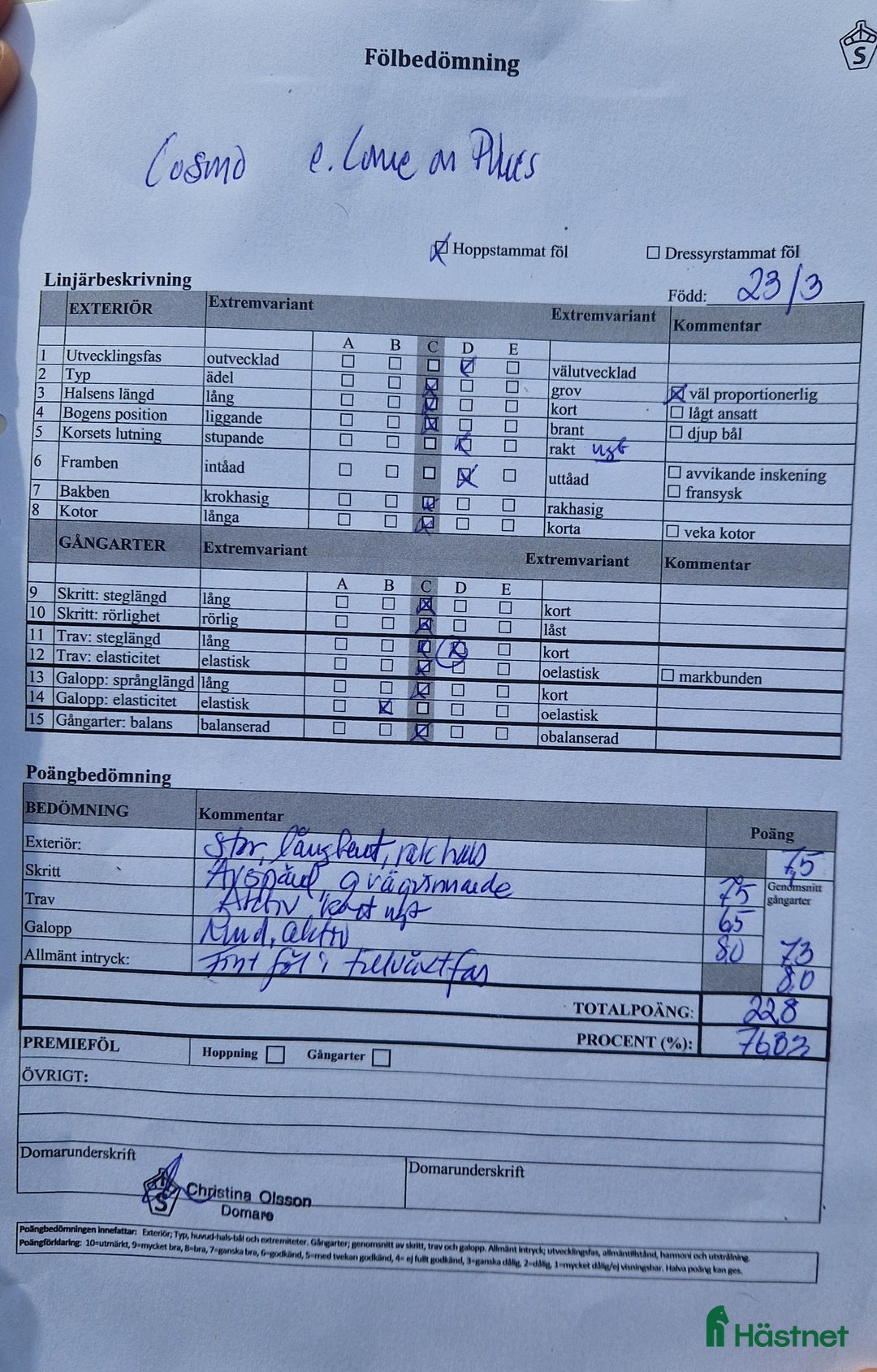 Hoppning hästar till salu: Cosmo e. Come on plus- Favorit Ask  i Stånga - Annons 5