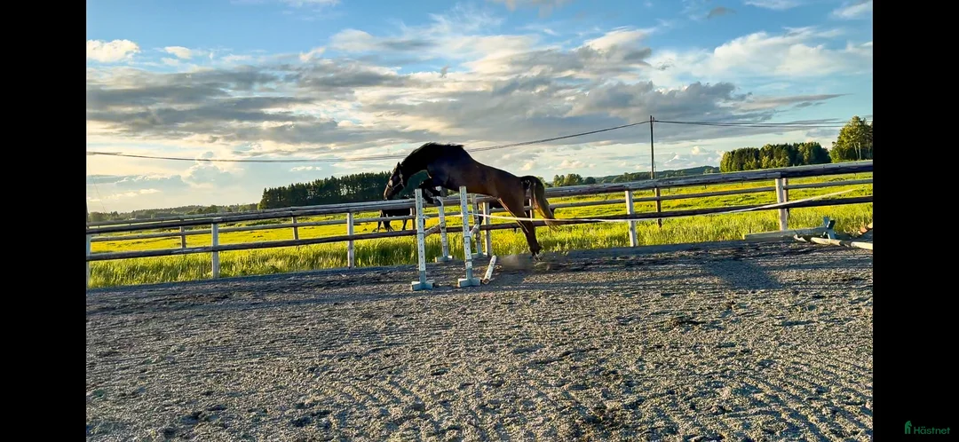 Hoppning hästar till salu: Spennende 4-årig vallak med flott sprangstamme - Annons 2