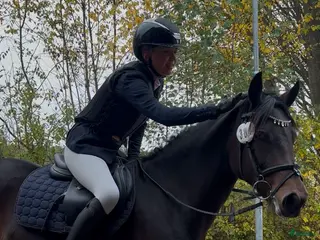 hästar Sportig C-ponny - Annons 2