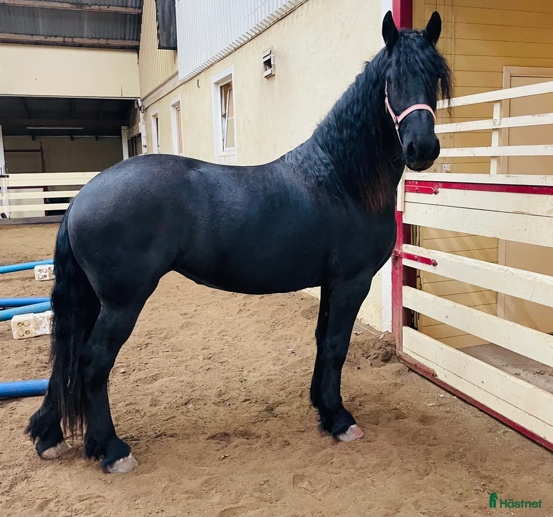Allround hästar till salu: Vackert tillgivet friesersto i Grästorp - Annons 3
