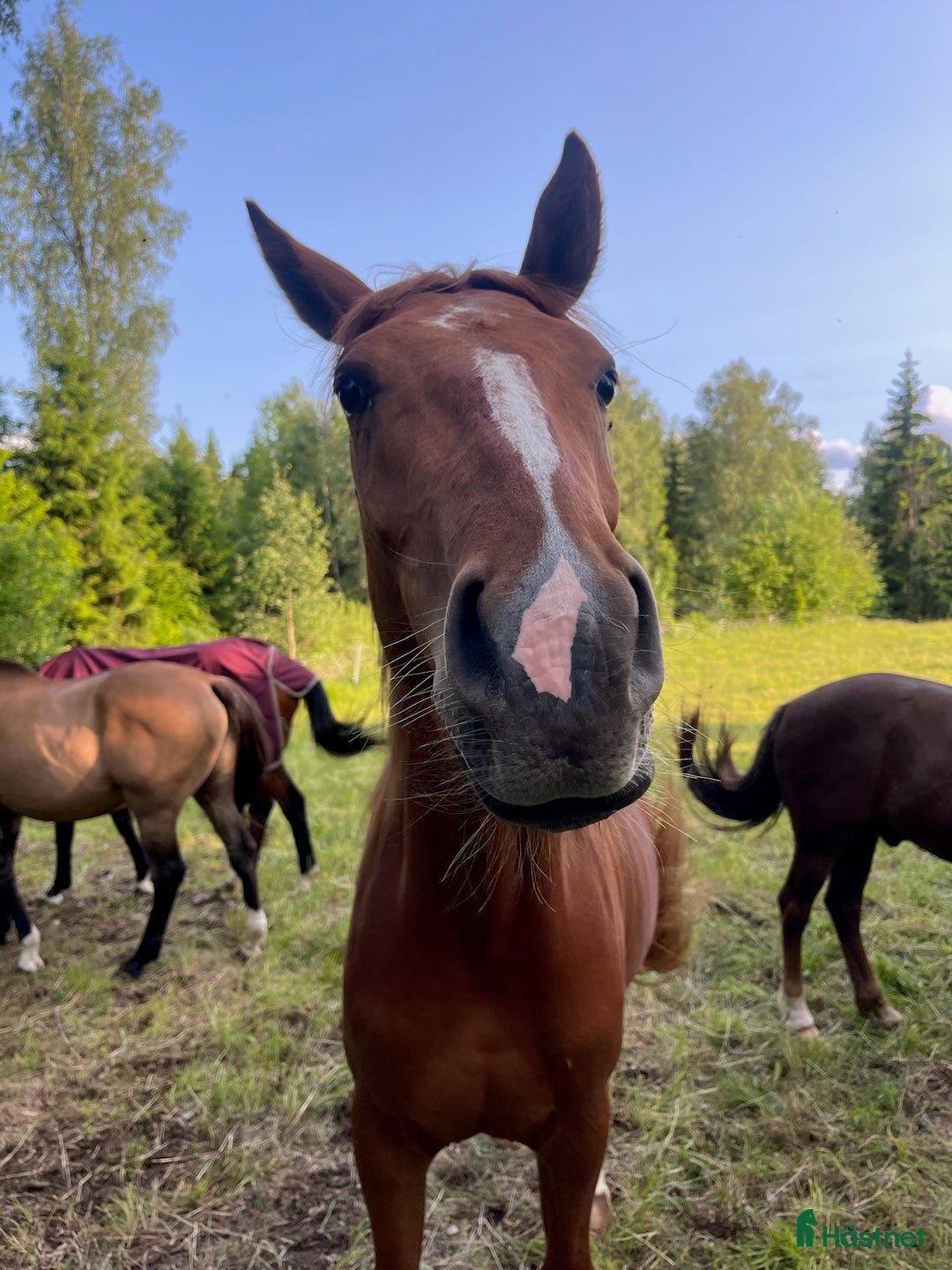 Allround hästar till salu: Unghäststo  i Rörvik - Annons 2