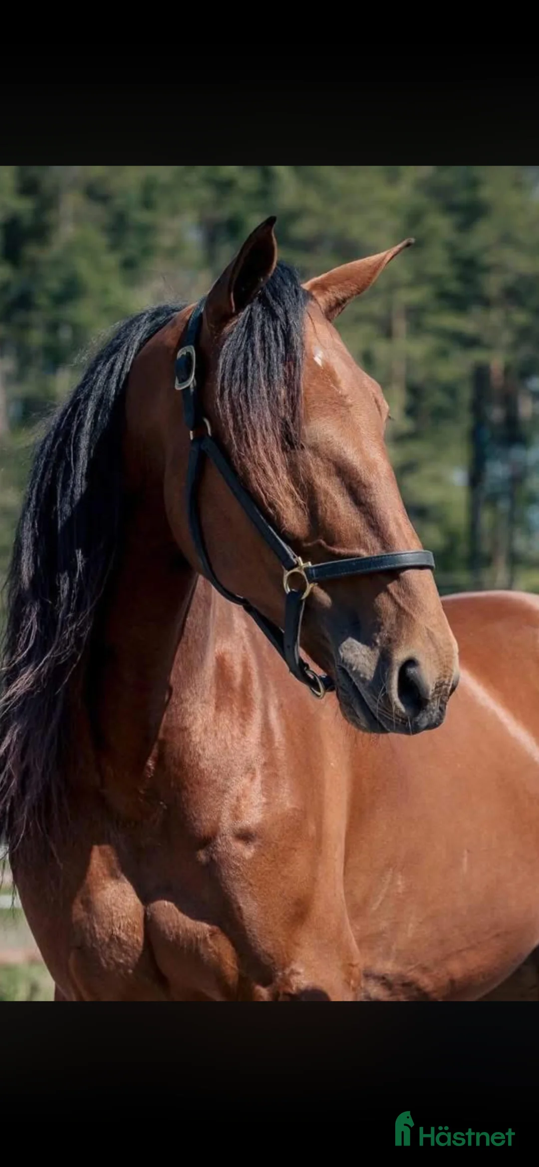 Allround hästar till salu: 14-årig valack söker långvarigt hem  i Rimbo - Annons 1