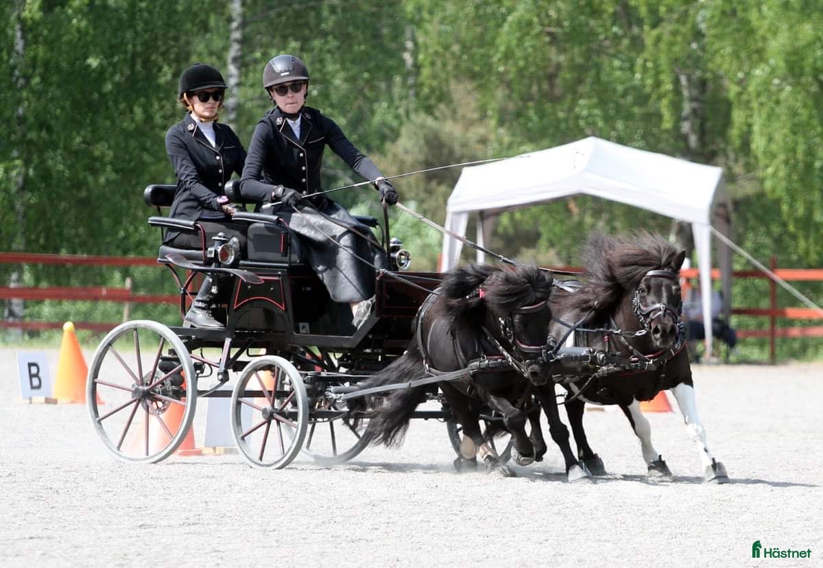 Körvagnar körning till salu: Par + enbets spider säljes  - Annons 14
