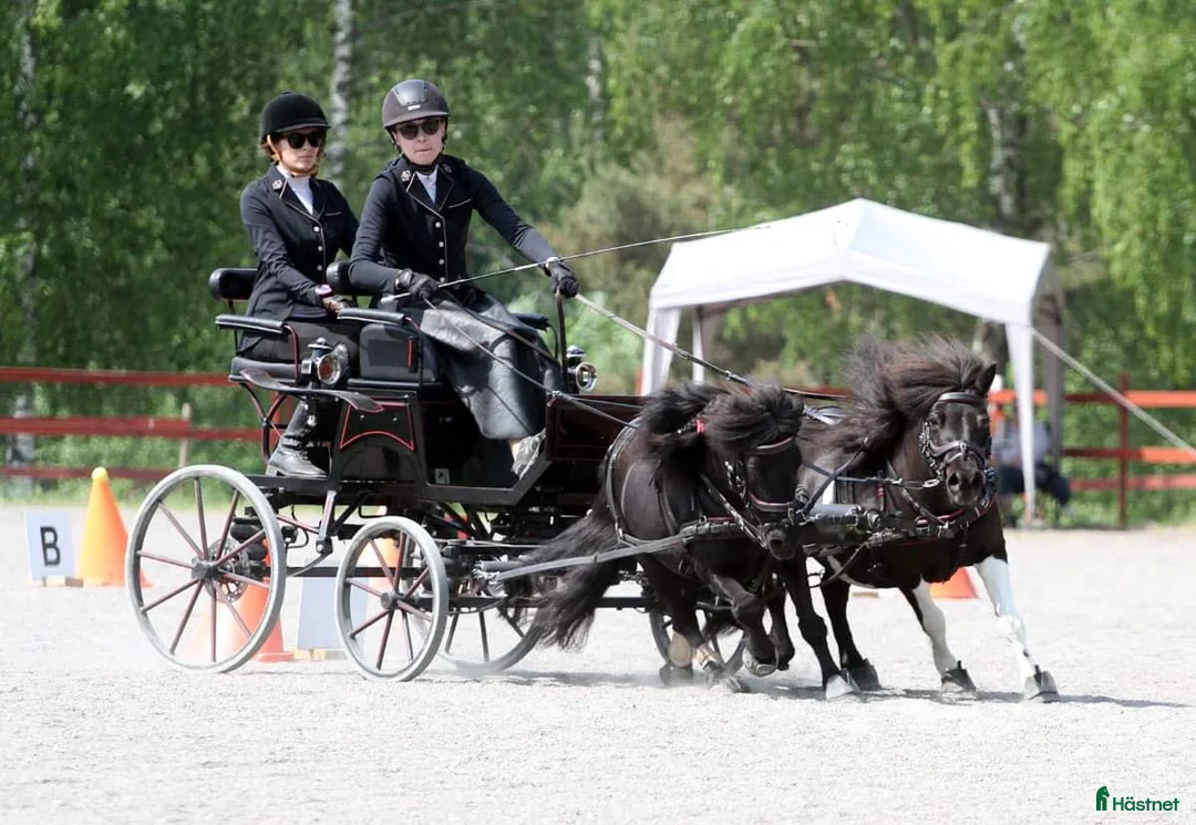 Körvagnar körning till salu: Par + enbets spider säljes  - Annons 1