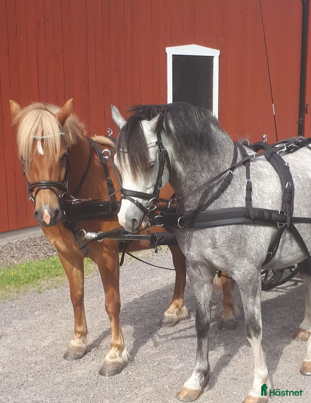 Allround hästar till salu: Welshponny kat B - Annons 2