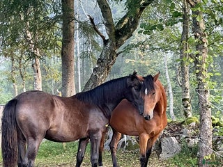 stallplats finnes: Lösdriftsplats finnes - Bjärnum i Bjärnum - Annons 1