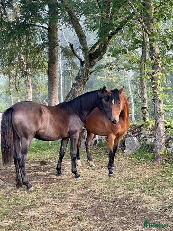 stallplats Lösdriftsplats finnes - Bjärnum i Bjärnum - Annons 4