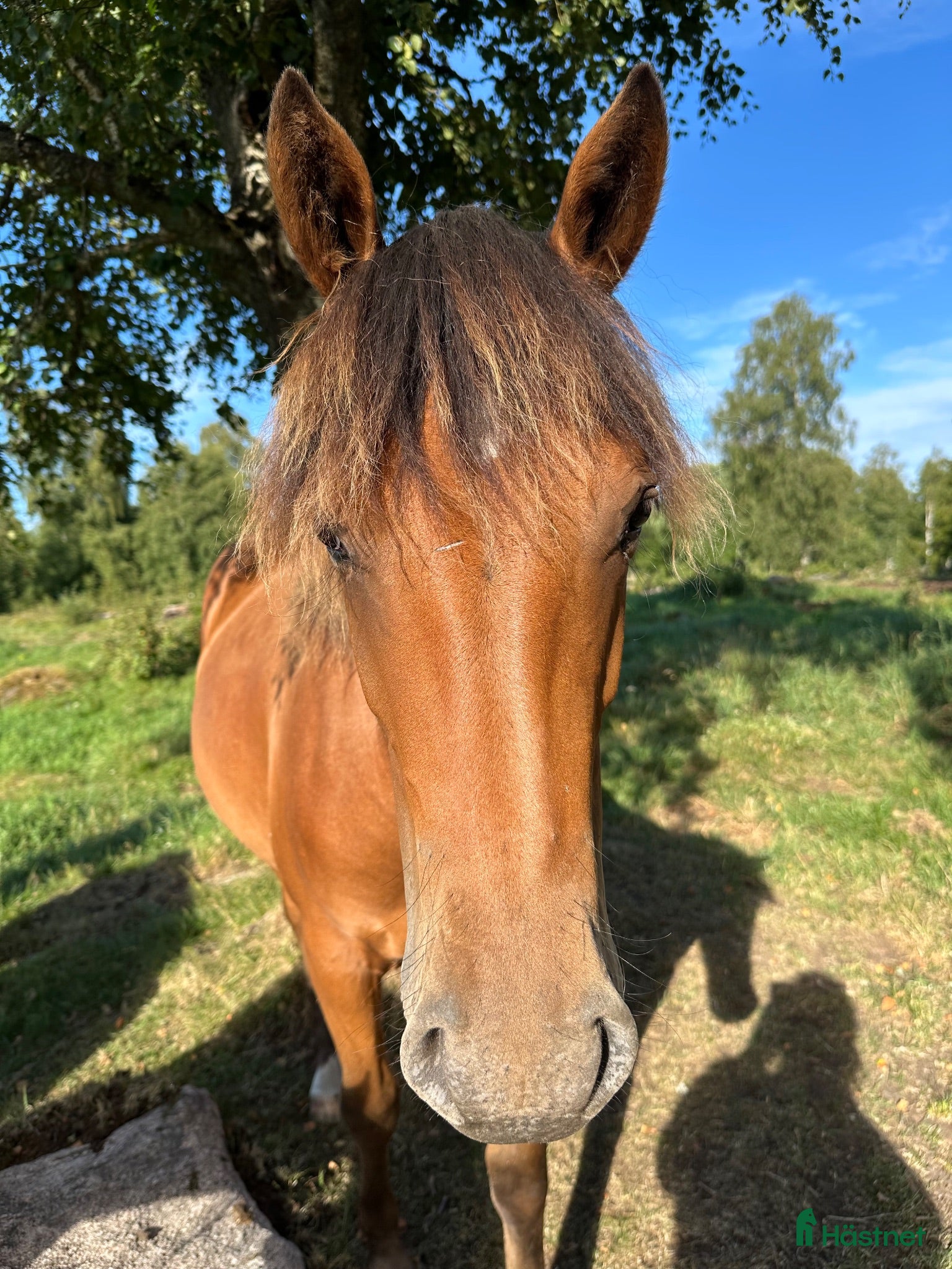  hästar Ungsto, korsning appaloosa och kallblodstravare - Annons 12