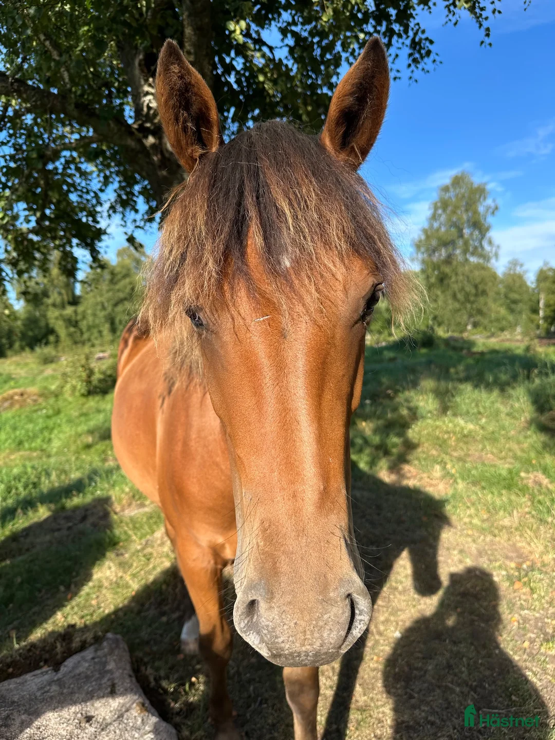 Allround hästar till salu: Ungsto, korsning appaloosa och kallblodstravare - Annons 1