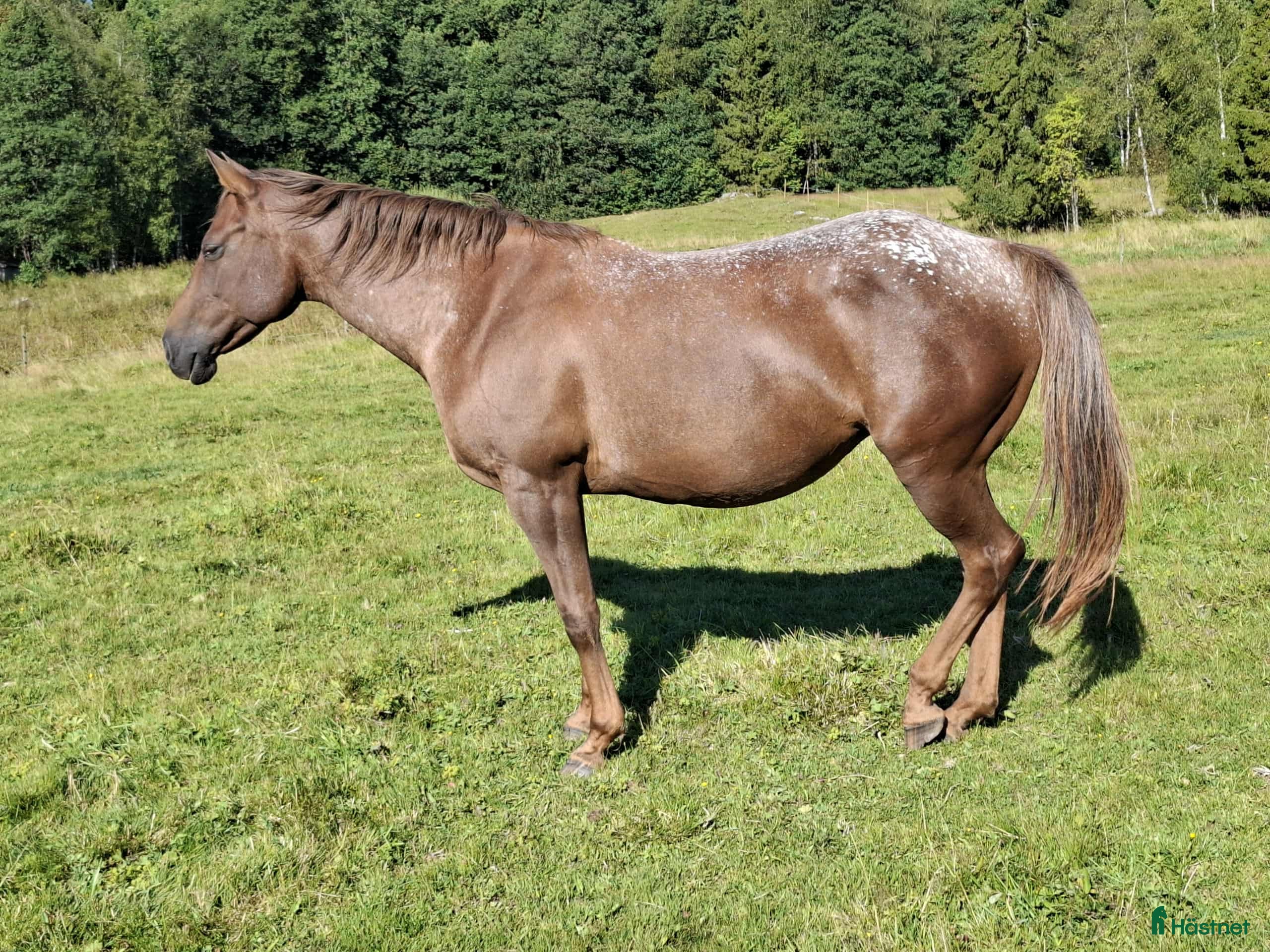  hästar Fint Appaloosa sto - Annons 5